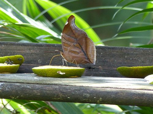 butterfly belize orangewalk nature wildlife feeder insect centralamerica orioncecropian