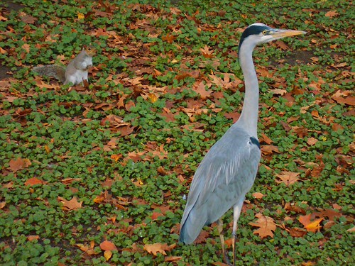 heron and squidge | by Daz moston