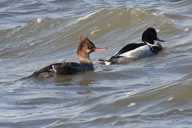 Red Breasted Mergansers