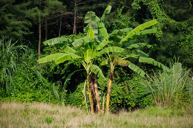 Banana trees, Mahamaya Lake