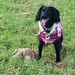 @rosewoodpet have been so kind in giving Bella and Archie some festive gifts! We shall give in return some awesome photographs 😎