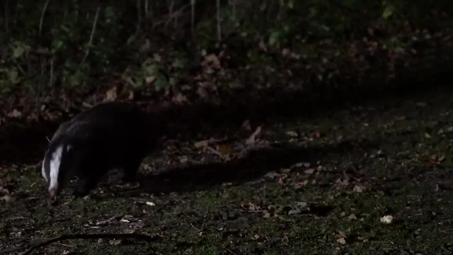 Badger frightened by twig! (04/11/18)