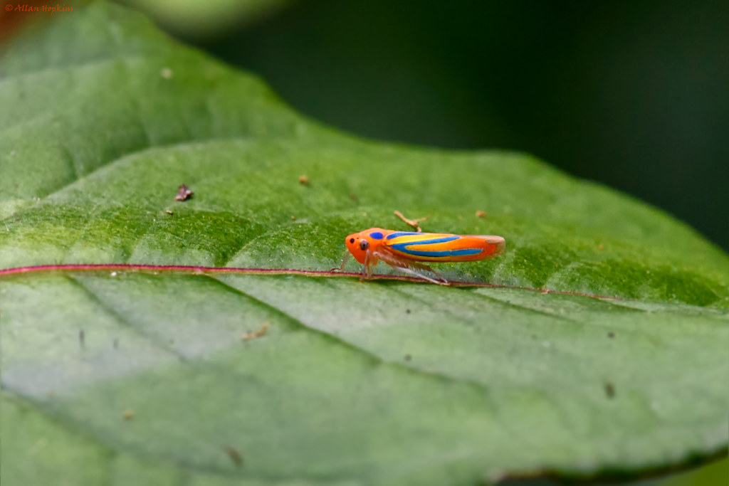 Leafhopper (Madranga segnita)