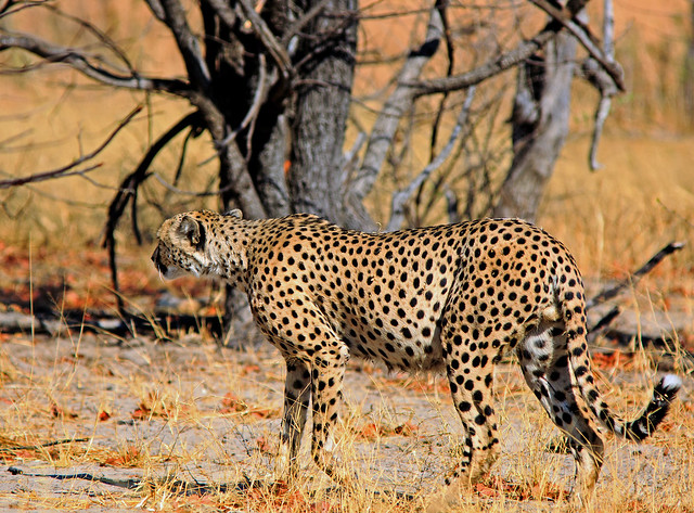 Cheetah sighting in Hwange
