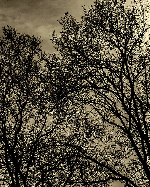 Monochrome Sky and Tree Branches During Autumn Season