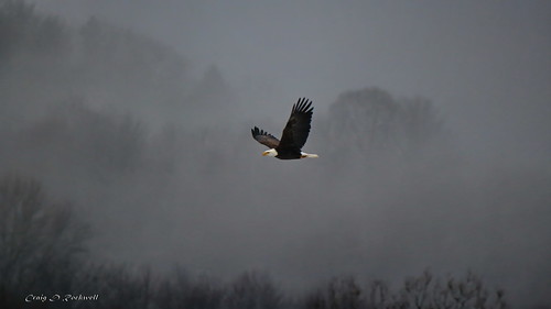 select bald eagle adult birdsinflight flight fog