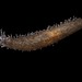Flickr photo 'Staurothyone inconspicua, Sea Cucumber' by: Museums Victoria's Catching the Eye.