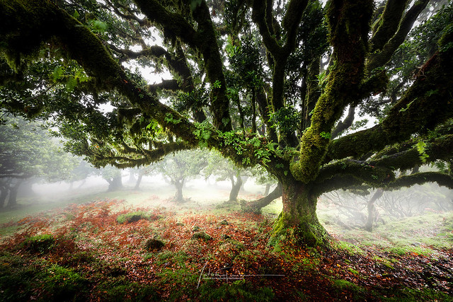 In the mysterious mist ... Madeira Island