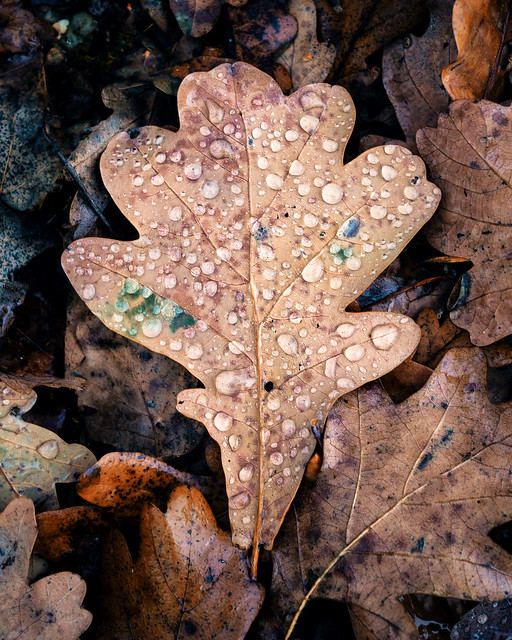 Droplets on leaf