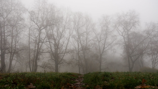 trees in a fogg
