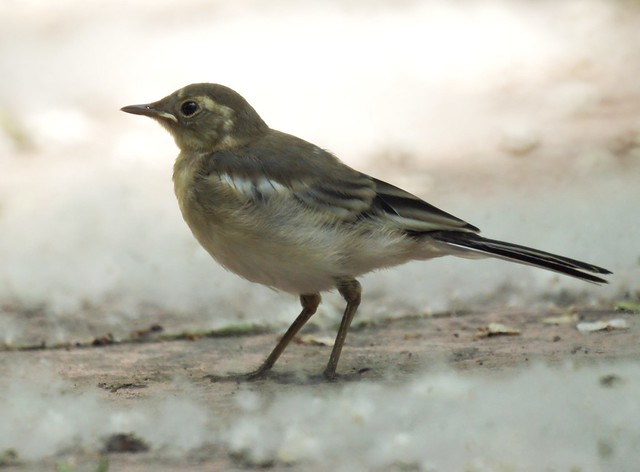 White Wagtail, Motacilla alba, Белая трясогузка