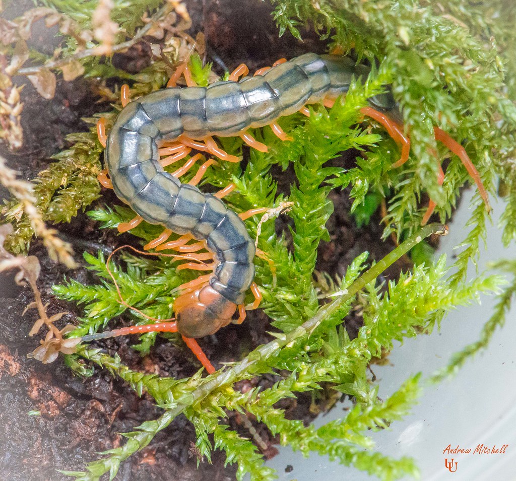 Scolopendra subspinipes (Red-headed Centipede)
