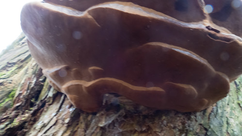 Hoof fungus, large