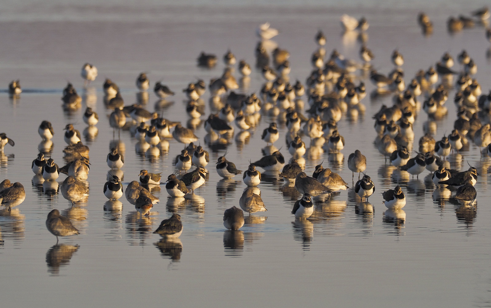 Lapwings and other mixed roost