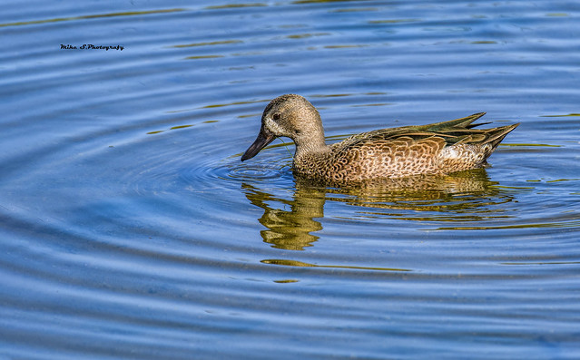 Blue-winged Teal(male)