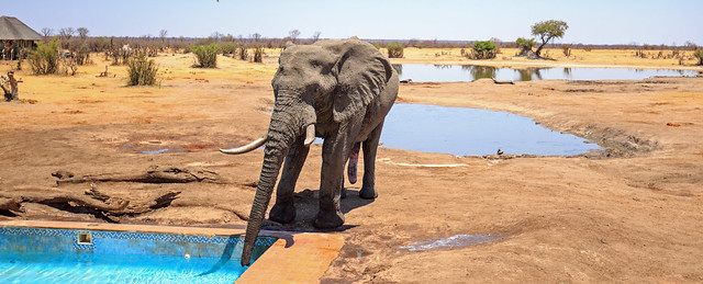 Panoramic view of a elephant drinking from the camp swimming pool