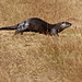 Flickr photo 'River Otter (Lontra canadensis)' by: Mary Keim.