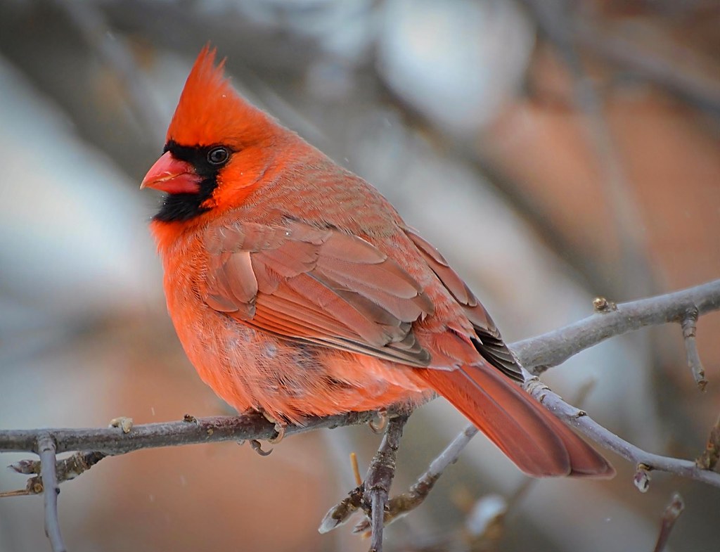 cardinal bird physical description