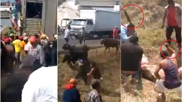Brutal rapiña en Veracruz: matan ganado a palos de camión accidentado
