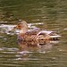 Flickr photo 'Female Gadwall. Anas strepera' by: gailhampshire.
