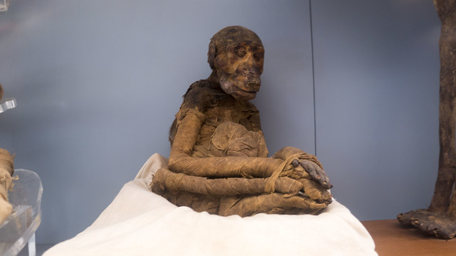 An ancient Monkey mummy at the Egyptian museum of Cairo