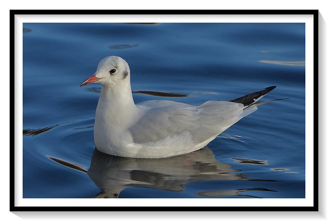 Black-headed gull (winter plumage) Thanks to keith at Fading Lights
