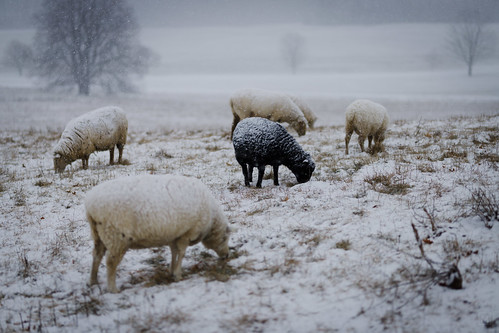sheep shelburnefarms snow winter