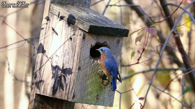 May the bluebird of happiness follow you around all day...just not directly overhead.