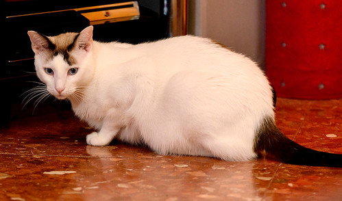 Blau, gato cruce Snowshoe nacido en enero´17 esterilizado, apto para gatos machos, en adopción. Valencia. ADOPTADO. 46157685782_b116565ab6