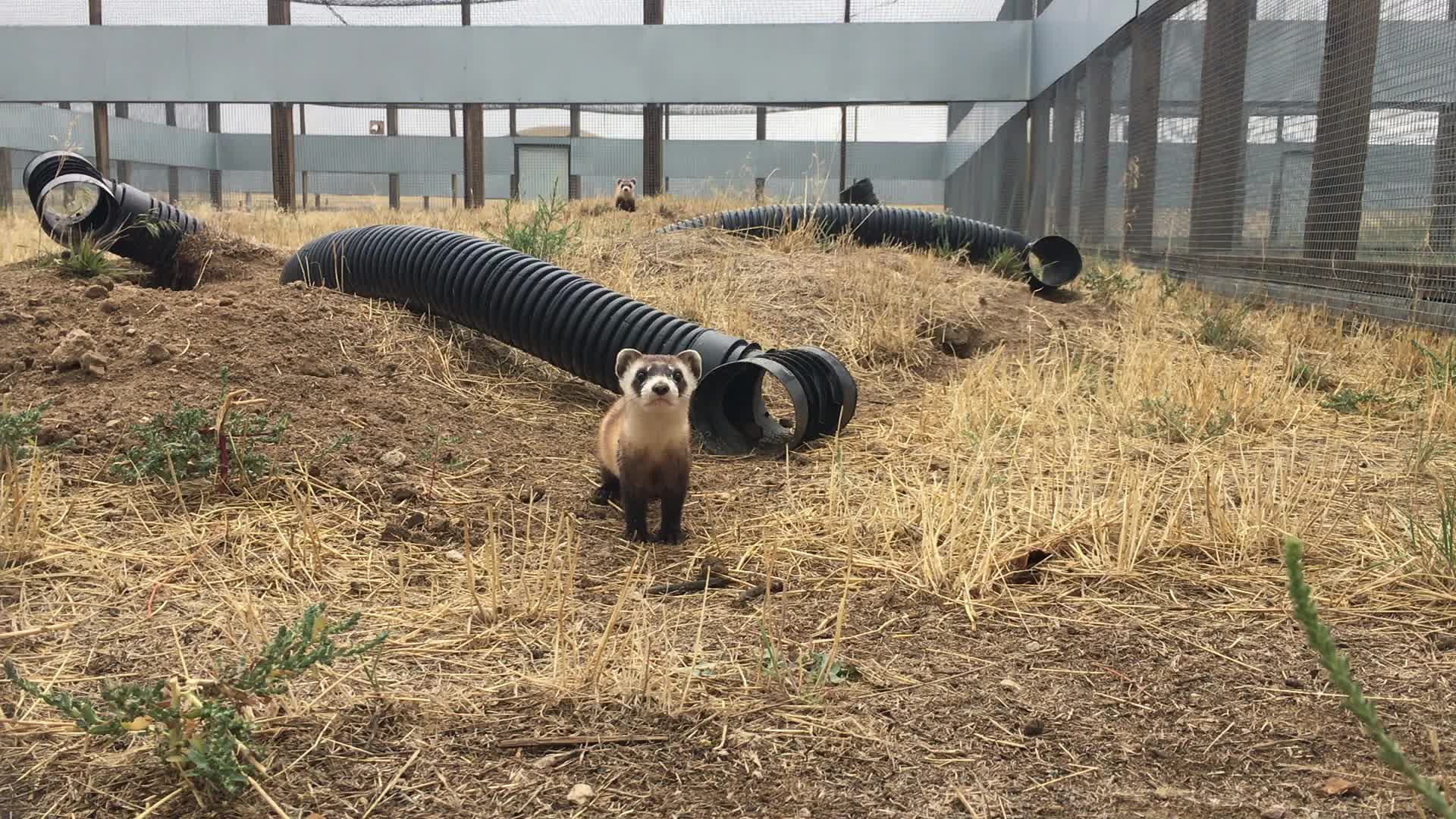 Black-footed ferrets playing at the National Black-footed Ferret Conservation Center
