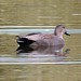 Flickr photo 'Male Gadwall. Anas strepera' by: gailhampshire.