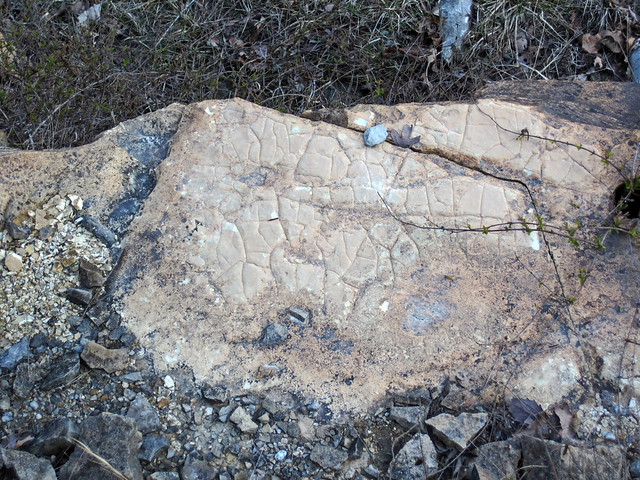 Mudcracks in dolomicrite (Mill Knob Member, Slade Formation, Upper Mississippian; Rt. 1274-Rt. 801 outcrop, southwest of Morehead, Kentucky, USA) 1