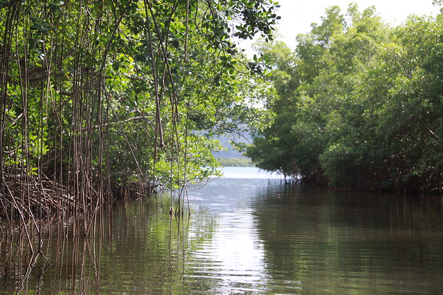 Martinique - décors pour les tournages : la mangrove