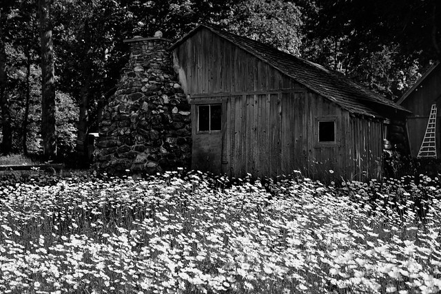 Barn with Daisies (Black & White, North Cascades National Park Service Complex)