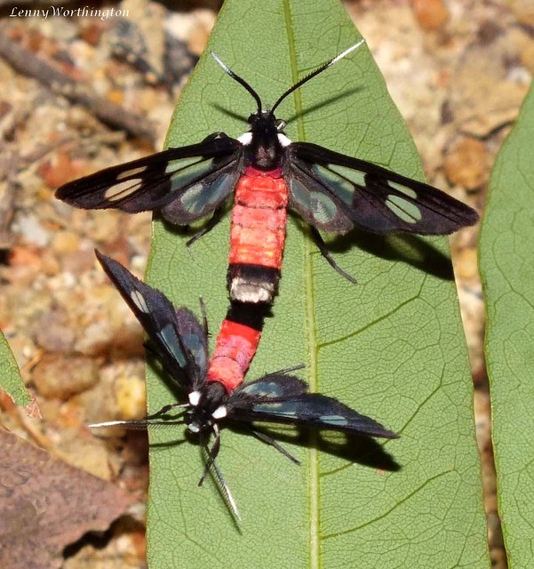 Caeneressa fouqueti (de Joannis, 1912) Erebidae Arctiinae Syntomini