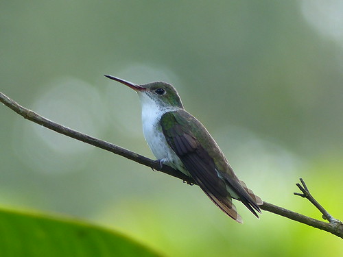 bird belize orangewalk nature wildlife hummingbird