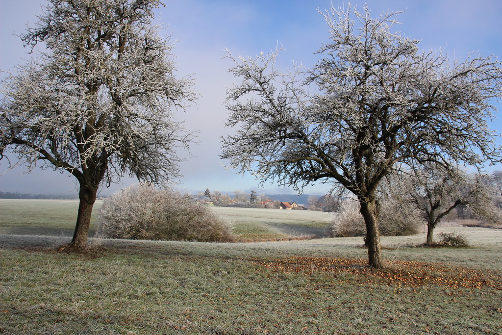 frosty appeltrees  IMG_3827
