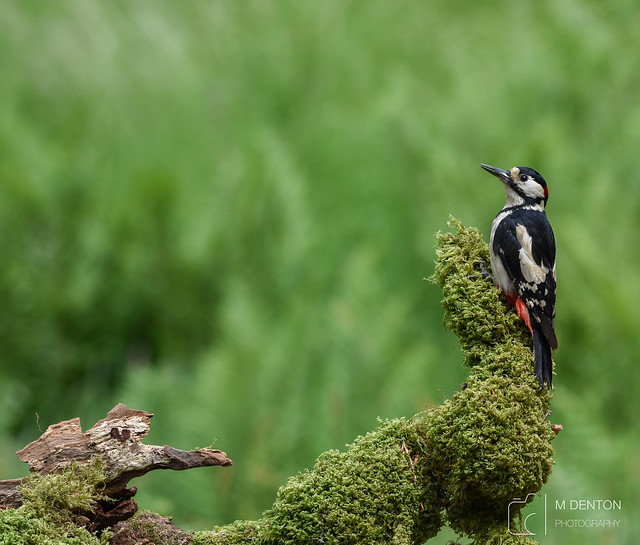 GS Woodpecker