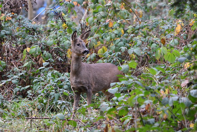 Roe deer at Warnham Nature Reserve