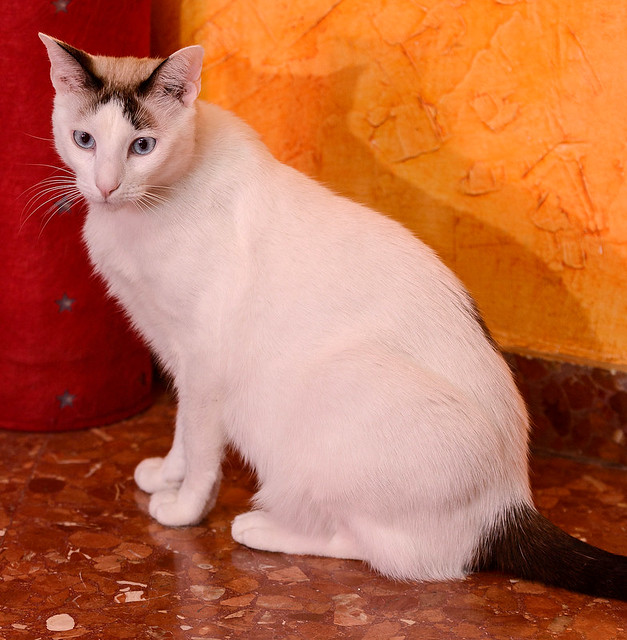 Blau, gato cruce Snowshoe nacido en enero´17 esterilizado, apto para gatos machos, en adopción. Valencia. ADOPTADO. 45484151674_35c5824c28_z