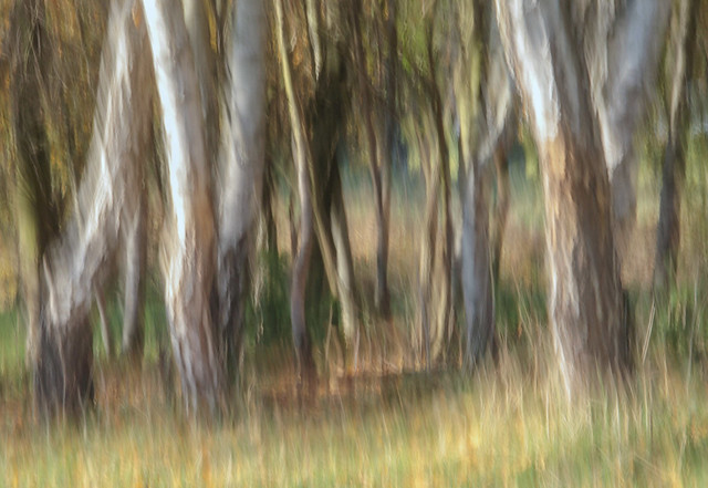 Whispering forest