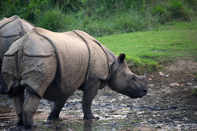 Panzernashorn / Indian rhinoceros (Rhinoceros unicornis)