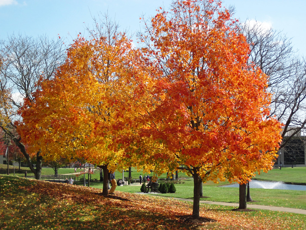 Acer saccharum (sugar maple trees in fall colors) (Newark campus of Ohio State University, Newark, Ohio, USA) (17 October 2014) 1