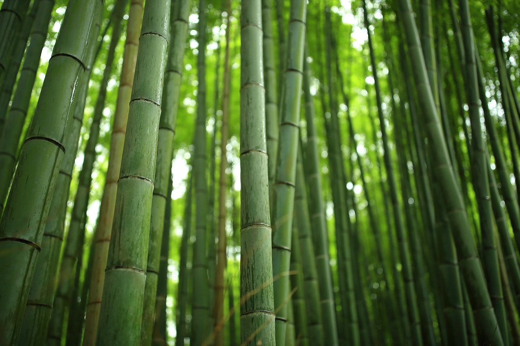 Bamboo Forest