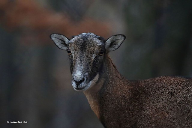Portrait of the Mouflon (Ovis orientalis)