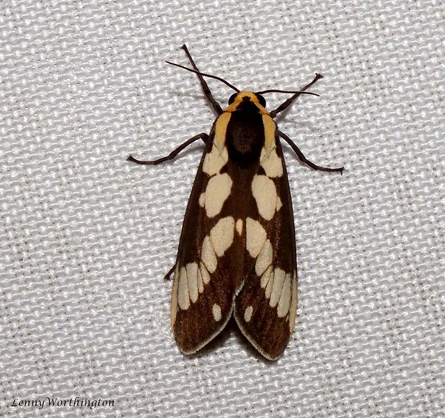 Nannoarctia tripartita (Walker 1855) Erebidae Arctiinae ​Arctiini