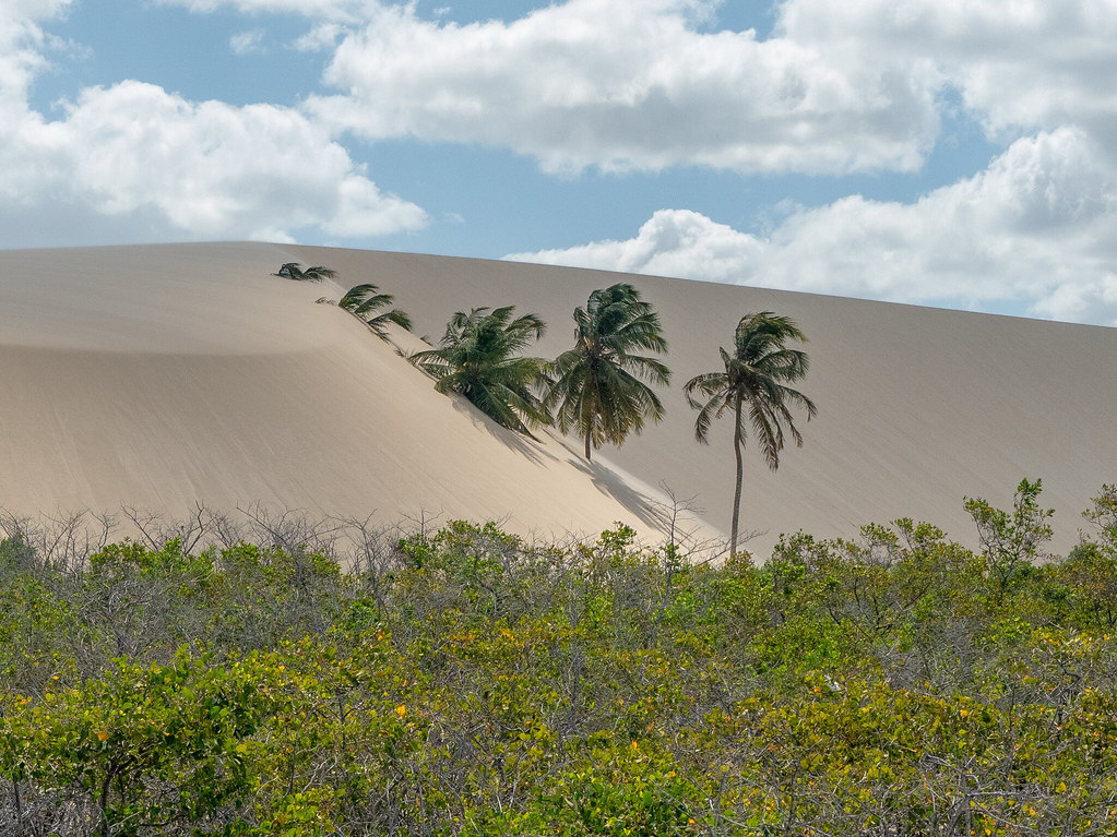 Sand dune vs Royal palms  Parque national Jericoacoara Brasil DSC02866