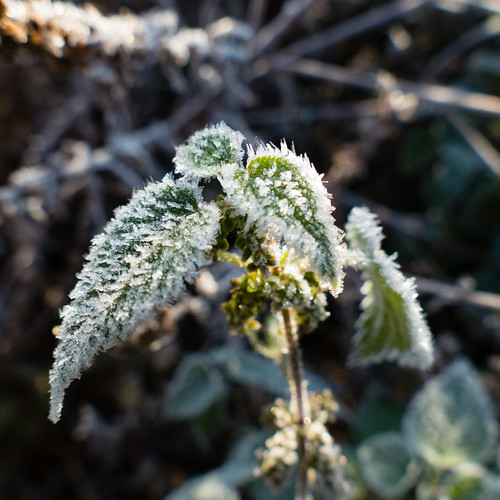 First frost of autumn: nettle