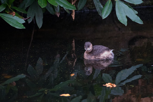 DSC_3198 Little Grebe (Tachybaptus ruficollis) | by dave-rob