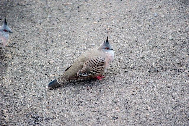 topknot-pigeon